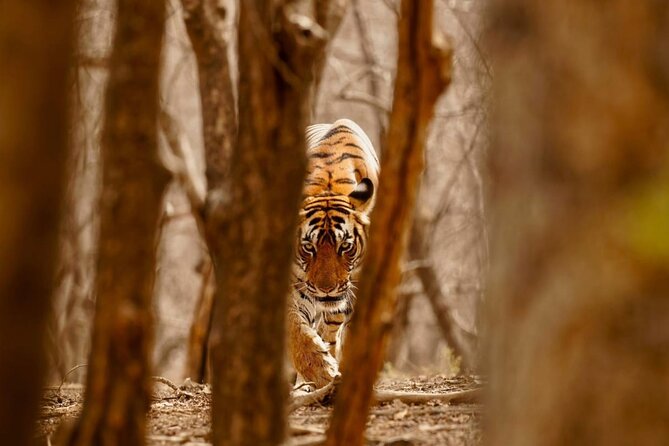 5 Day Private Tour of Tigers, Taj Mahal and Palaces From Cochin - Jungle Safari Experience