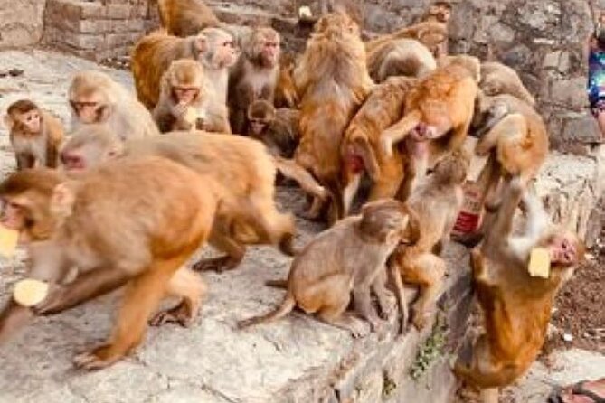 7 UNESCO World Heritage Kathmandu Sightseeing Private Day Tour - Highlights of Kathmandu
