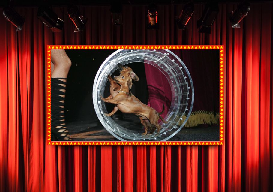 75-Minute Popovich Comedy Pet Theater in Las Vegas - Popovichs Acrobatic Talents