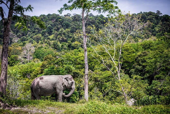 A Morning With the Elephants at Phuket Elephant Sanctuary - Dining Options