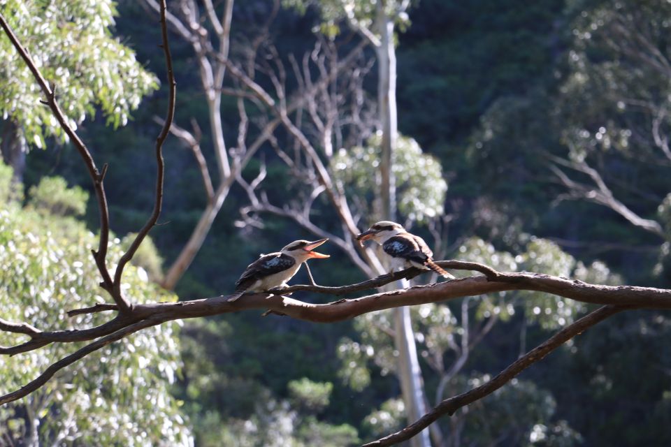 Adelaide: Morialta Wilderness and Wildlife Hike - Important Information