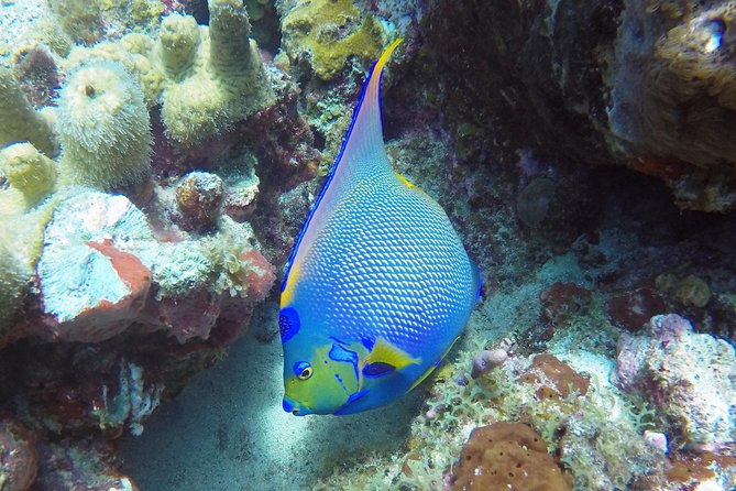 Afternoon Snorkeling Adventure in St Thomas - Meeting Point and Parking Details