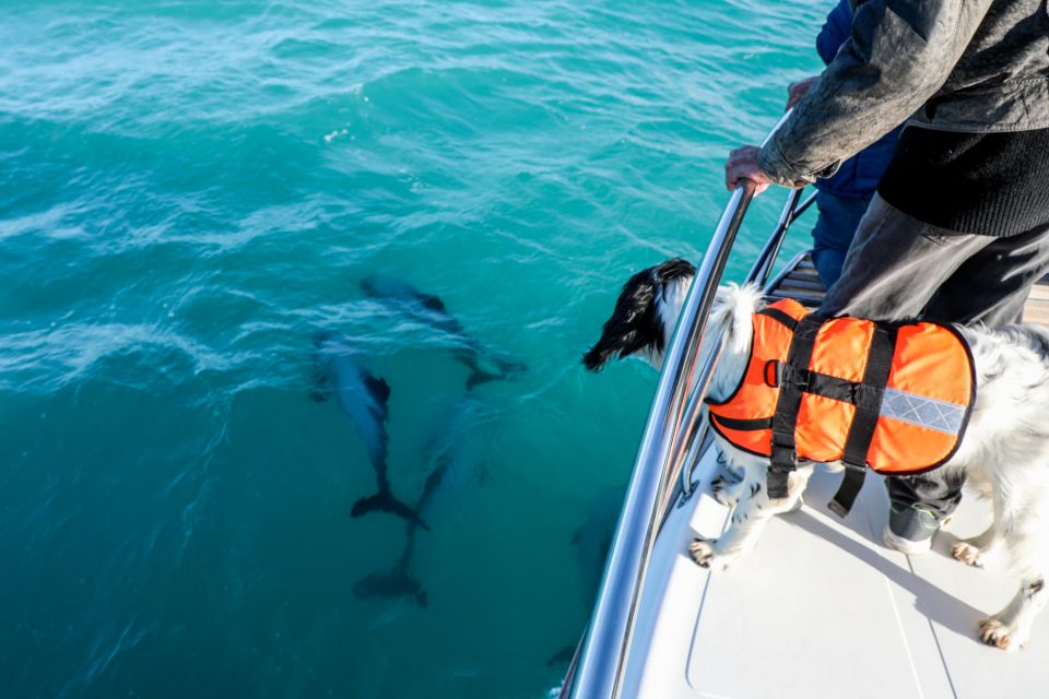 Akaroa: Dolphin Nature Cruise - Important Notes