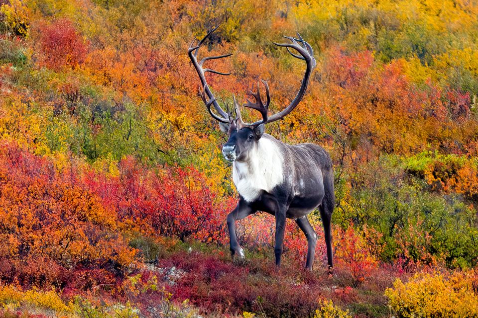 Alaska 9 Day Ocean Wildlife to Interior Wilderness Adventure - Activities Included