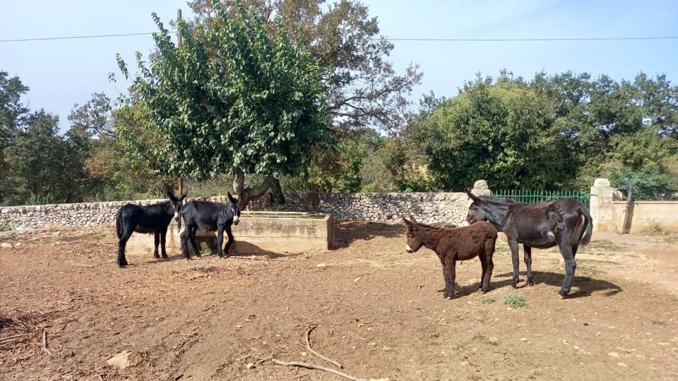 Alberobello E-Bike Tour With Visit to a Donkey Farm - Encountering the Donkey Farm