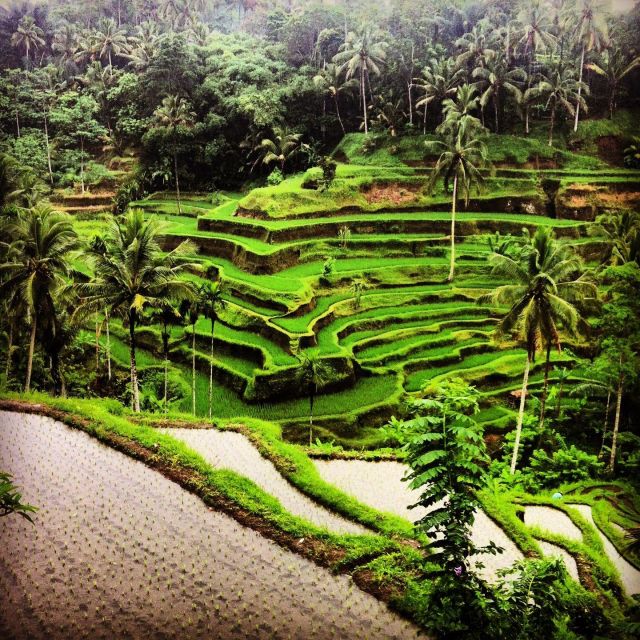 All-Inclusive Monkey Forest, Waterfall, Rice Terrace, Temple. - Inclusions