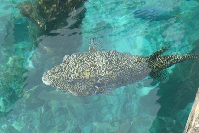 Amazing Blue Lagoon Snorkeling With Private Hotel Transfer - Additional Information