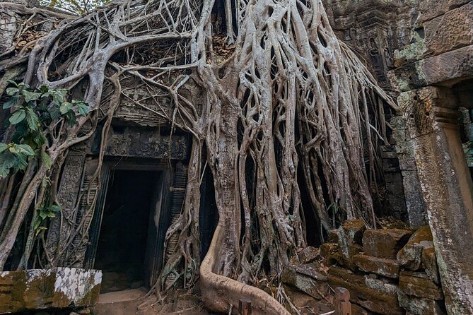 Angkor Wat Temple Tour With Own Tuk Tuk Driver - Reviews