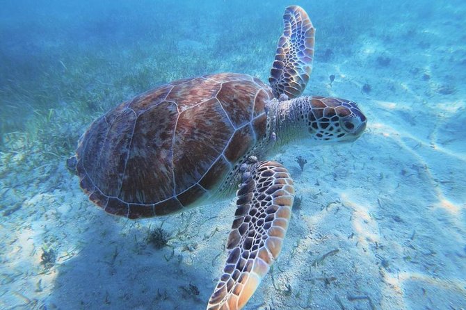 Anguilla and Prickly Pear Cays Day Trip - Traveler Suitability and Group Size