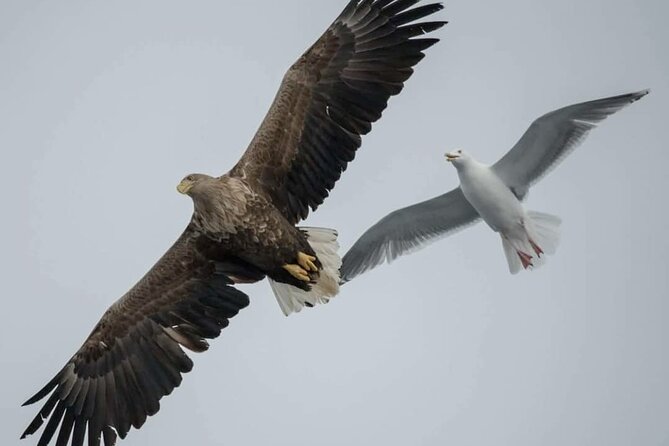 Arctic Fjordcruise & Safari in Tromso With Luxury Catamaran - Accessibility and Transportation