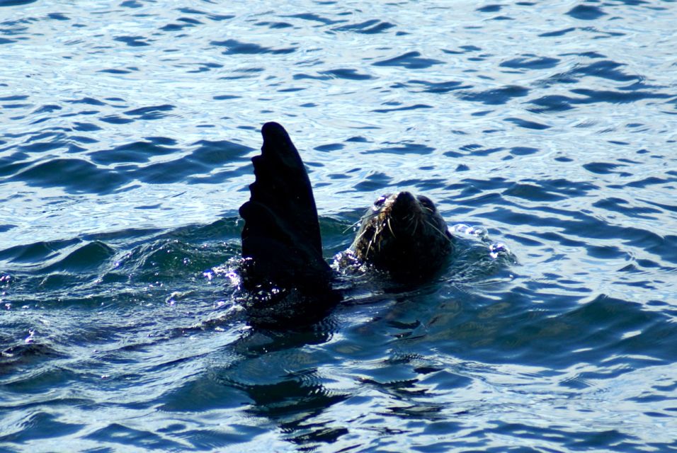 Auckland: Tikapa Moana Whale and Dolphin Wildlife Cruise - Additional Information