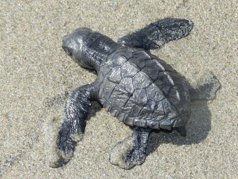 .Baby Turtle Release, Lagoon Boat Ride, and Crocodile Farm - Included Amenities and Services