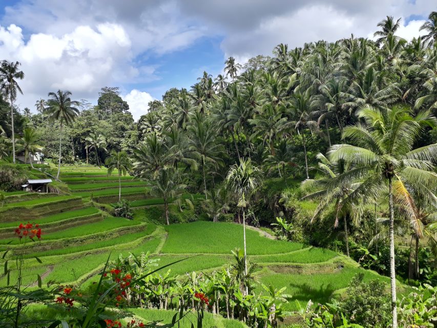 Balis Best: 3 Days Hotel & Tours Inclusive - Day 3: Ubud Monkey Forest and Tegallalang Rice Terraces