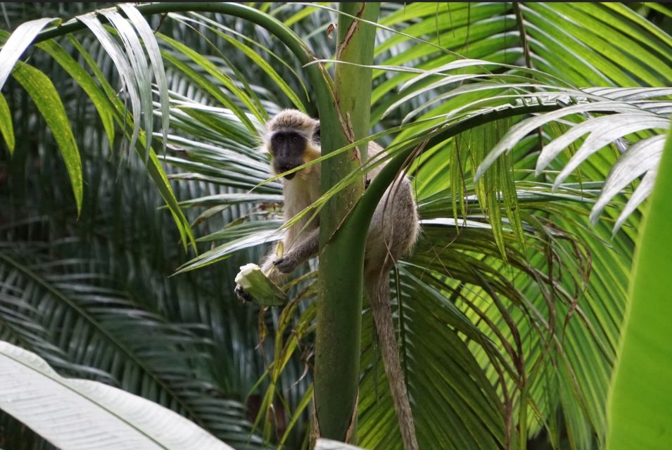 Barbados: Tour of Harrisons Cave & Huntes Gardens - Exploring Huntes Botanical Gardens