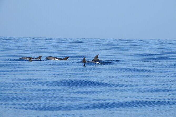 Be Whale Wise - Silent Whale & Dolphin Watching in a Small Group - Booking Confirmation
