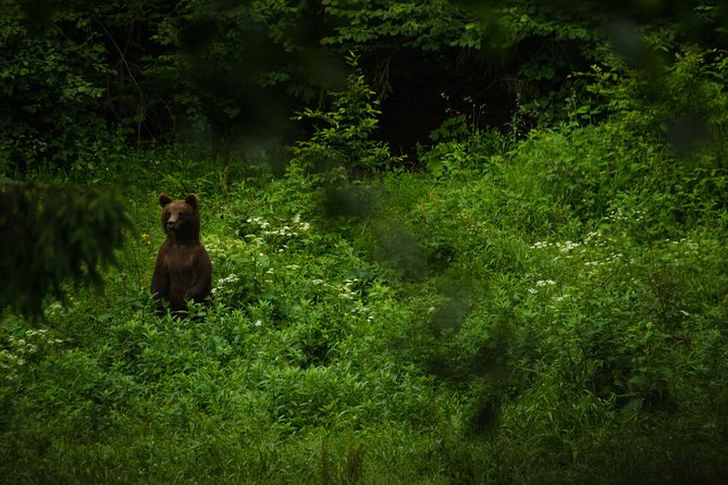 Bear Watching Experience Near Brasov - Positive Guest Reviews