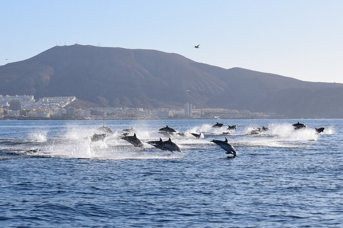 Bonadea II Ecological Whale Watching, 2 Hours - Booking and Cancellation Policy