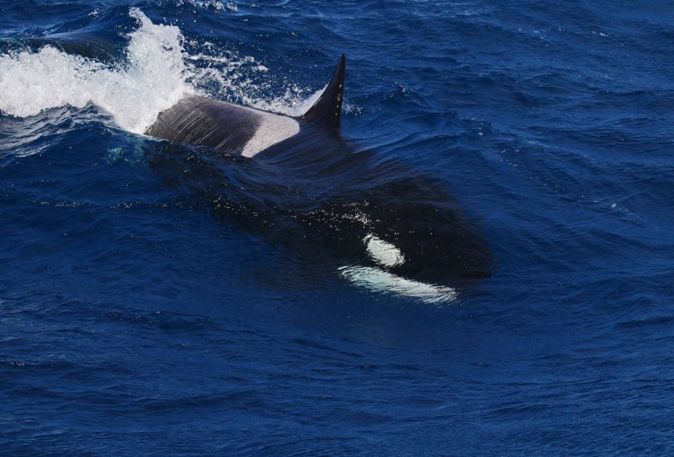 Bremer Bay: Bremer Canyon Killer Whale Expedition - Frequently Asked Questions