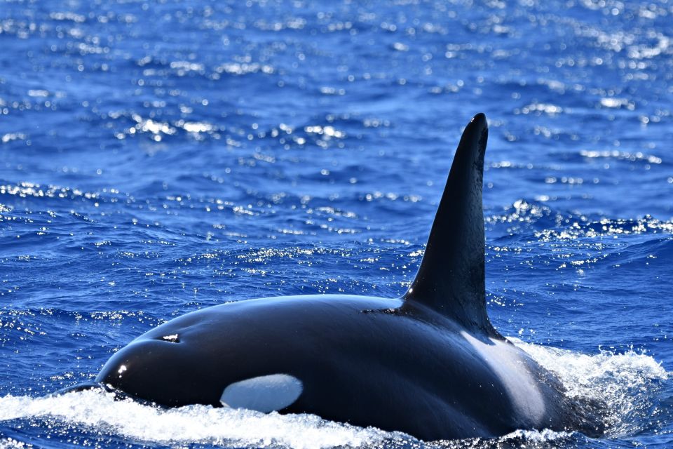 Bremer Canyon Orca Experience From Bremer Bay - Vessel Information