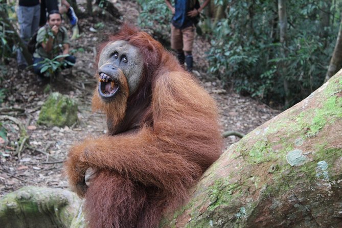 Bukit Lawang Full Day Jungle Trek - Booking Confirmation