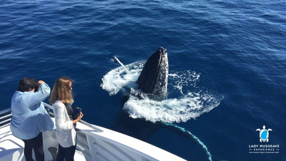 Bundaberg: Whale Watching Tour With Lunch - Frequently Asked Questions