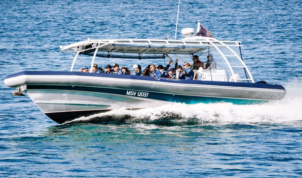 Byron Bay: Cruise With Dolphins Tour - Experience Description