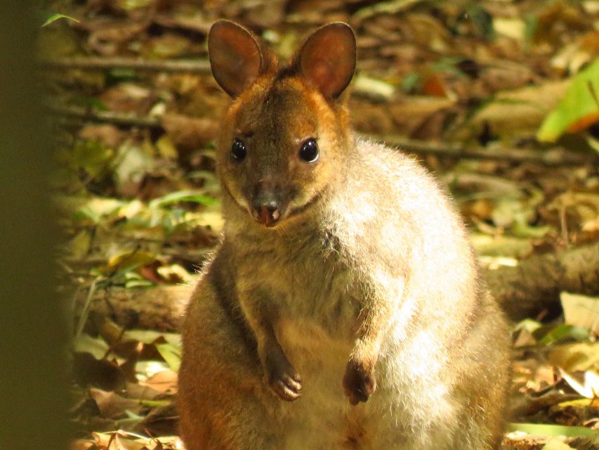 Byron Bay: Full-Day Wildlife Safari - Eco-Tourism Focus