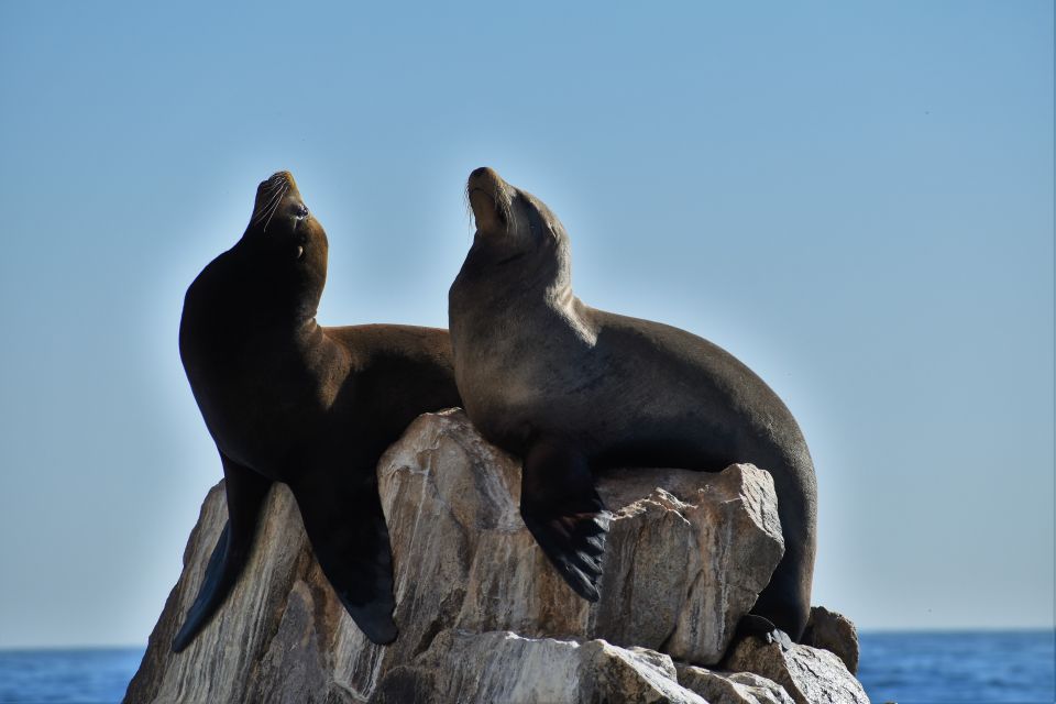 Cabo San Lucas: Boat Ride and Snorkeling Trip With Snacks - Views of the Sea of Cortez