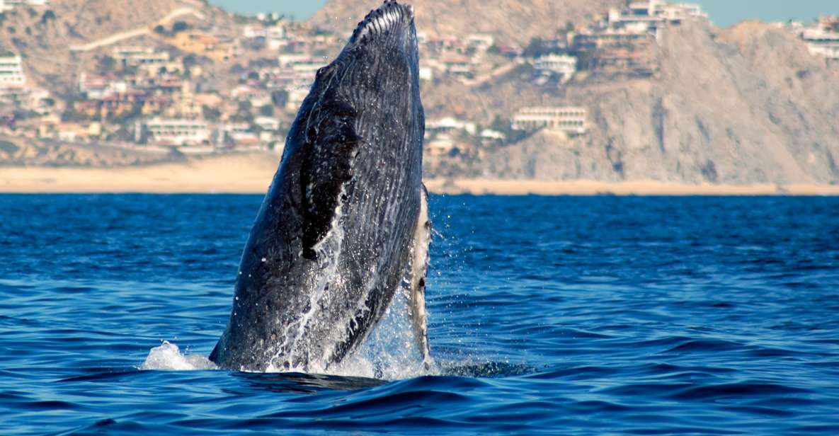 Cabo San Lucas: Whale Watching Catamaran Experience - Pickup and Drop-off Locations