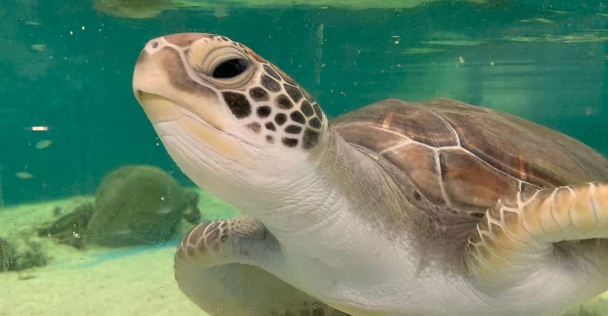 Cairns: Aquarium Entry Ticket and Turtle Rehabilitation Tour - Recap