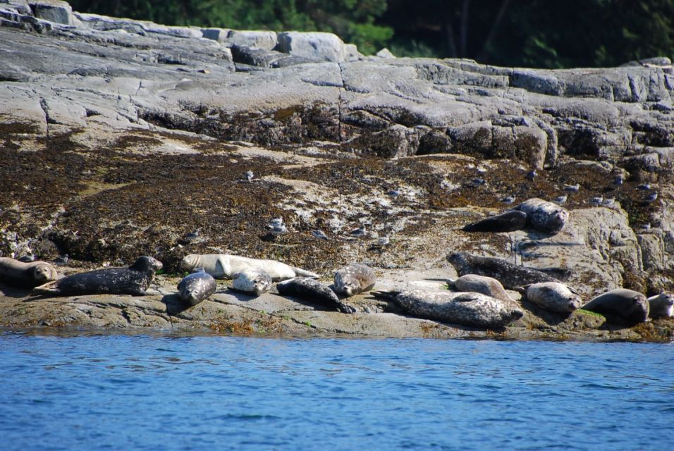 Campbell River: Salish Sea Whale Watching Adventure - Live Commentary and Guided Cruise