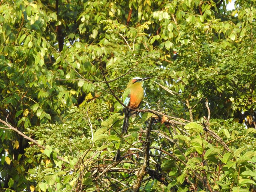 Cancún: Guided Birdwatching Hike - Duration and Group Size