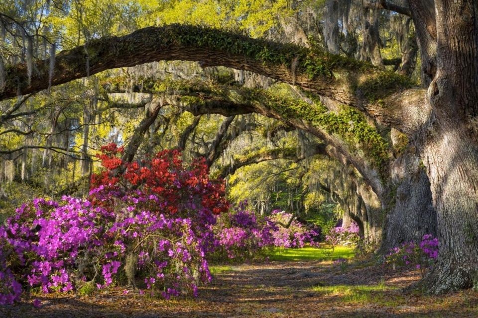 Charleston: Historic City Tour & Magnolia Plantation Combo - Charleston City Tour Overview