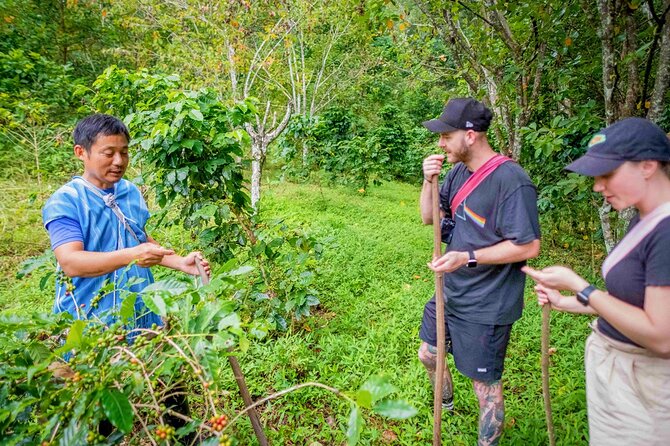 Chiang Mai Coffee Tour: Trekking to Farm, Roast and Brew Workshop - Roasting and Brewing Techniques