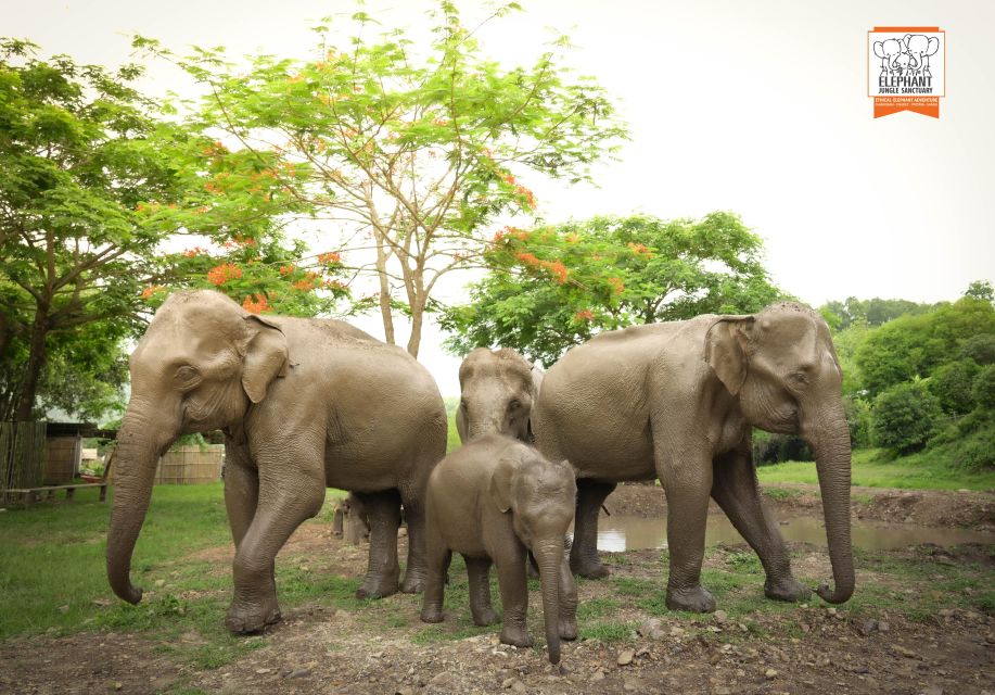 Chiang Mai: Elephant Jungle Sanctuary With Lunch & Transfer - Sanctuary Arrival and Safety