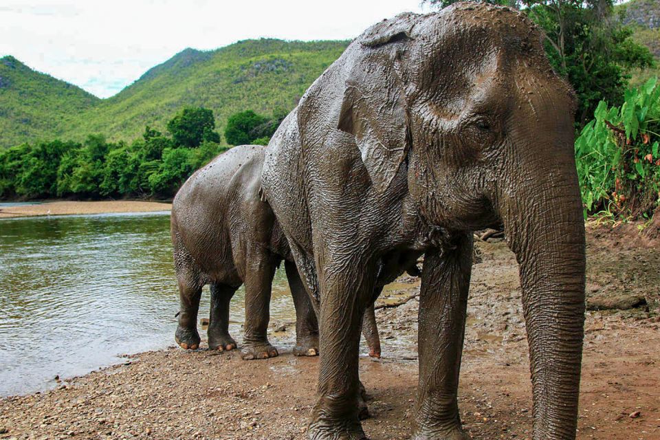 Chiang Mai: Elephant Sanctuary Guided Tour in English - Excluded From the Tour