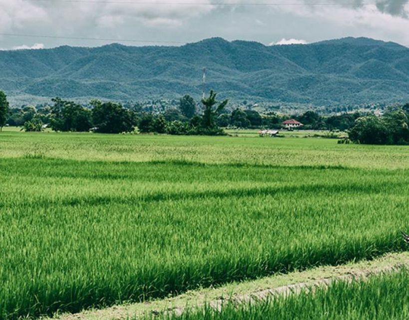 Chiang Mai: Muay Thai Boxing Experience - Healthy and Delicious Post-Training Meal