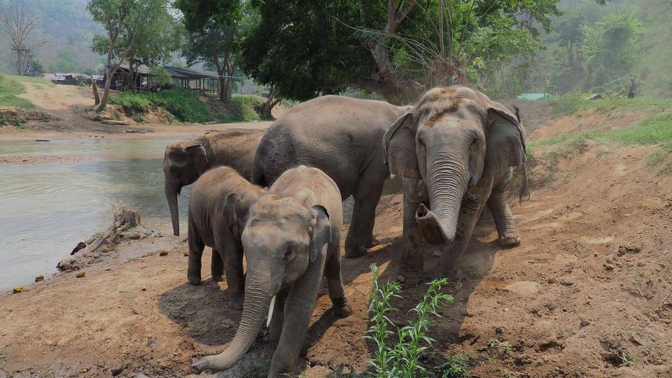 Chiang Mai: New Elephant Home Walking With Giants Tour - Engaging With Adorable Elephants