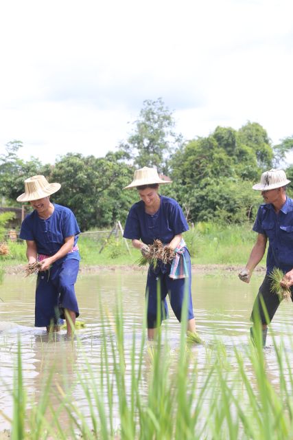 Chiang Mai: Thai Buffalo and Rice Planting Experience - Traditional Farmer Attire