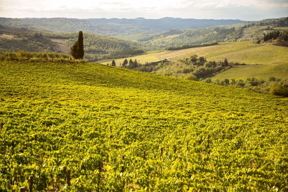 Chianti Classico and Super Tuscan Wine Tour - Inclusions