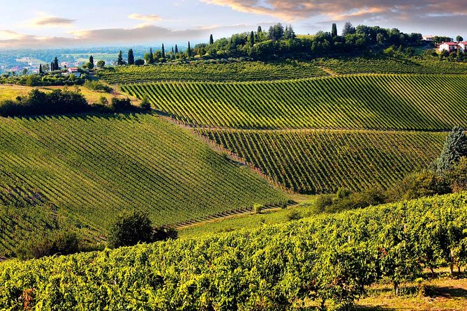 Chianti Half-Day Wine Tour in the Tuscans Hills From Pisa - Highlights and Activities