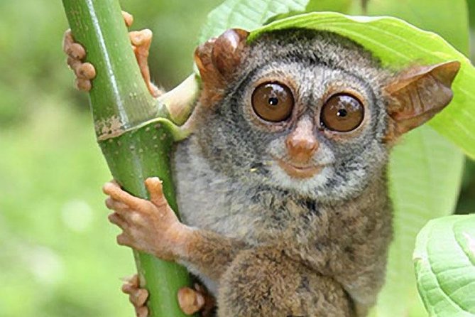 Chocolate Hills Tour With Tarsier & Loboc River Buffet Lunch (Half-Day Tour) - Cancellation Policy and Weather Contingencies
