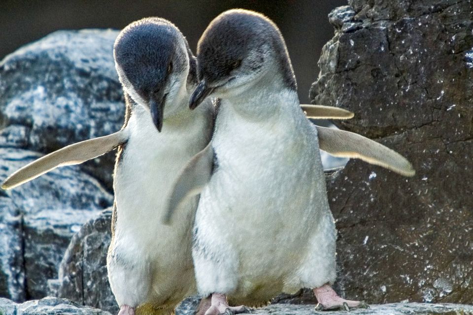 Christchurch International Antarctic Centre Entry Tickets - Inclusions With Entry Ticket