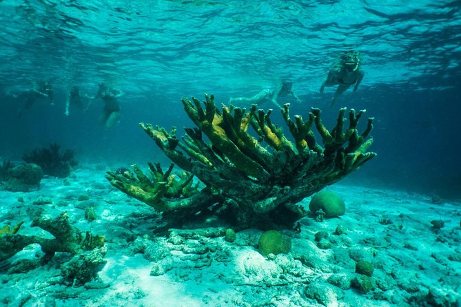 Clearbottom Mangrove Kayak & Snorkel Tour - Pricing and Availability