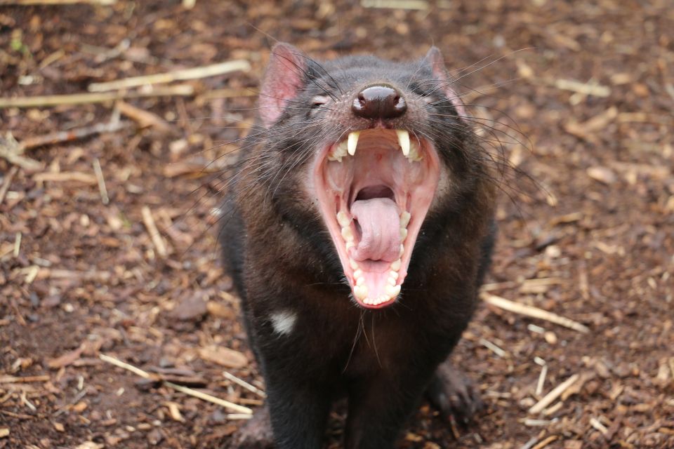 Cleland Wildlife Park Experience With Mount Lofty Summit - Important Information