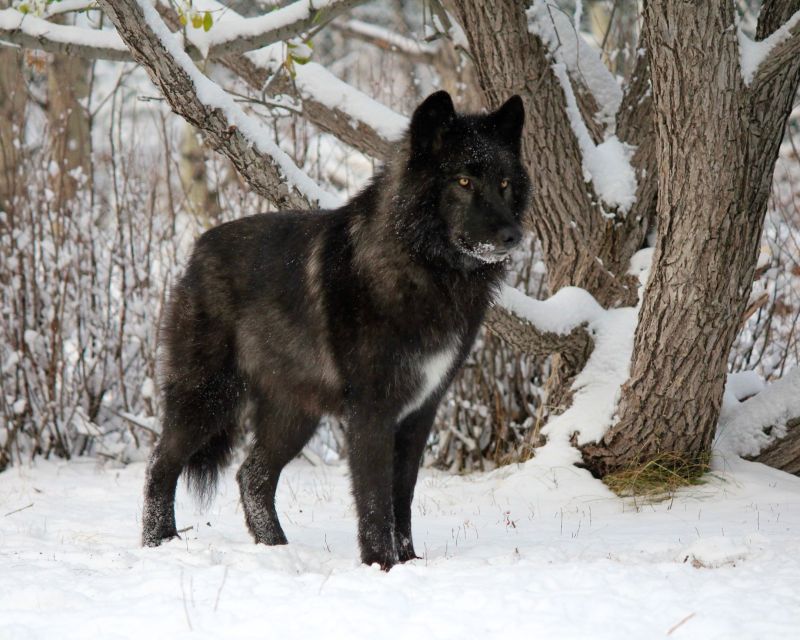 Cochrane: Yamnuska Wolfdog Sanctuary Tour - Wolfdog Enclosure Exploration