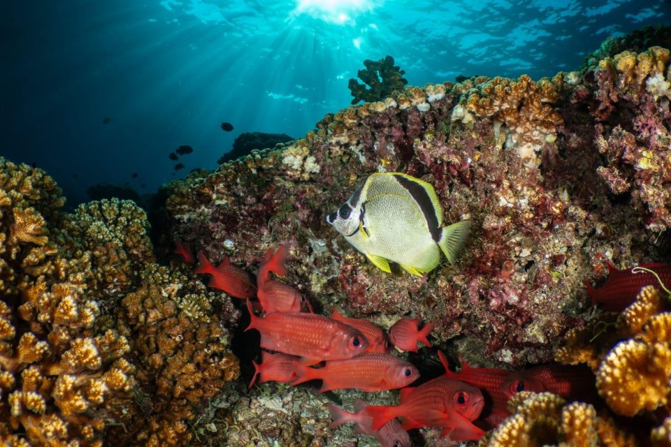 Cozumel Discover Scuba Diving From Boat - Exploring the Marine Park