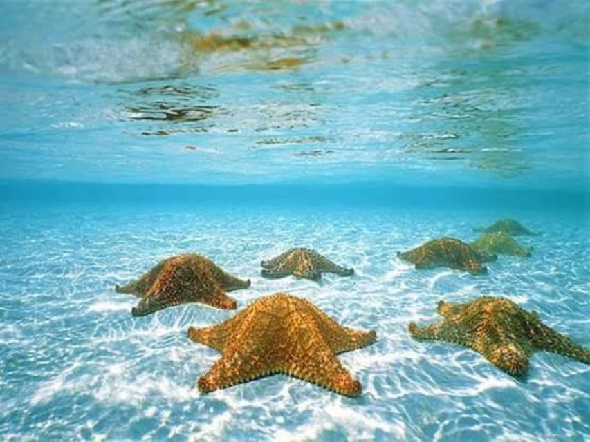 Cozumel: Snorkel Heaven Tour - Starfish Observation