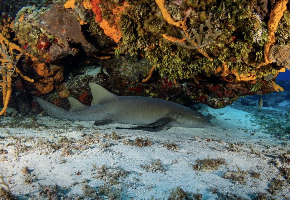 Cozumel: Snorkeling Boat Tour With Lunch - Roundtrip Transportation and Park Fees