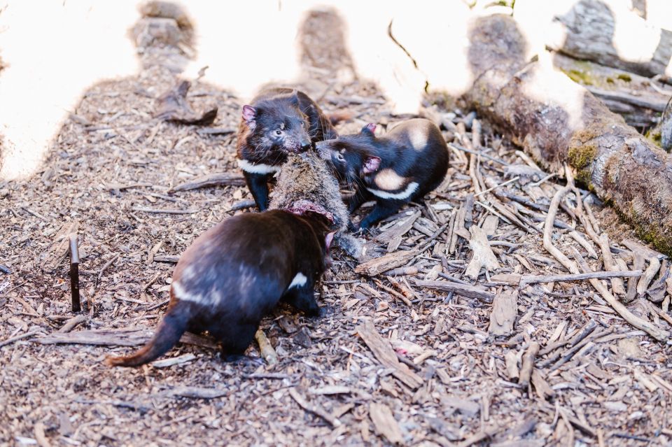 Cradle Mountain: After Dark Tasmanian Devil Feeding Tour - Customer Reviews